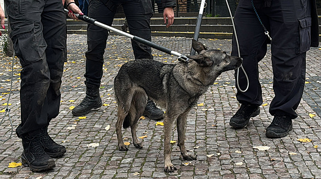 Fenka, která paralyzovala metro, je notorická útěkářka. Chtějí ji desítky lidí