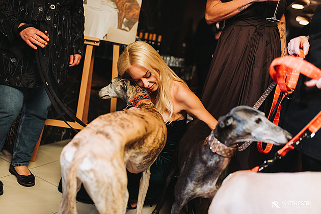Chrti odložení po lovné sezoně ve Španělsku dostávají druhou šanci, v Česku