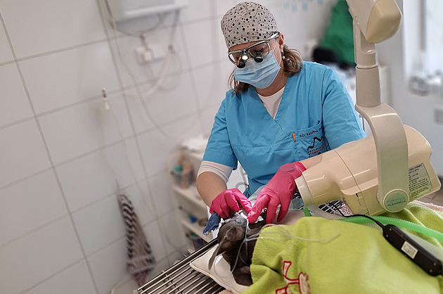 Operace zvířat může dělat i úplný nováček, říká veterinární specialistka