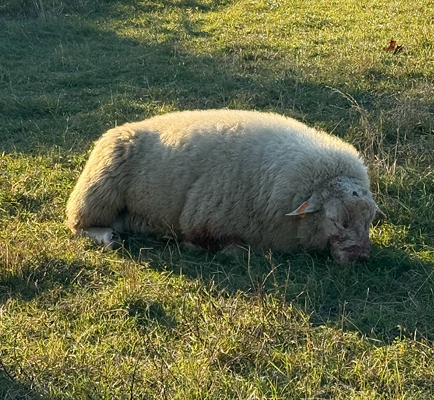 Psi v brněnské přírodní památce potrhali další ovce, majiteli hrozí pokuta