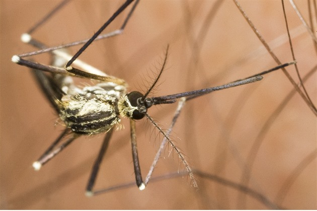 Kolem Soutoku brojí proti komárům. Nasadí na ně senzory i drony s krupkami