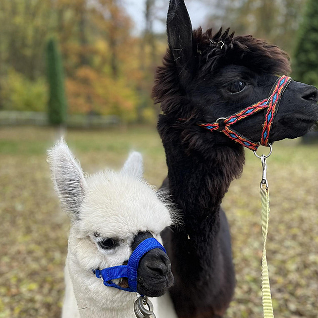 Nevhodný pamlsek způsobil alpace smrt. Upozornění návštěvníci minizoo ignorují