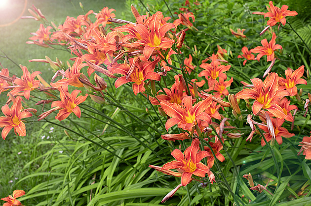 Kdy sázet lilie a jak na to. Vyhněte se chybám, které ničí cibulky