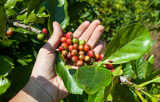 Zdražování kávy nekončí. Zákazníci mění návyky, volí levnější varianty