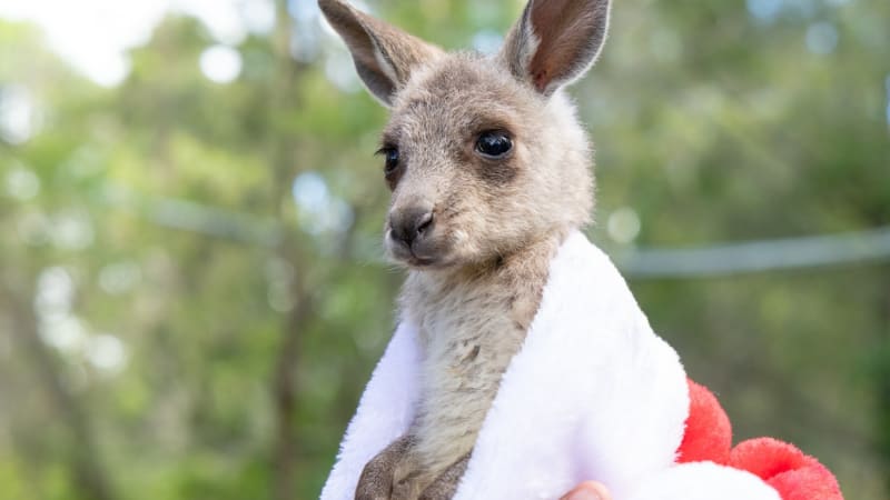 Vánoční zázrak, radují se ošetřovatelé. Zachránili klokaní mládě, matka ho nechala napospas