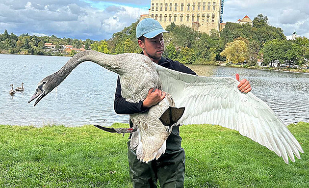 Tři roky na ni čekal, ona střídala partnery. I labuť může být nevěrná, líčí nadšenec