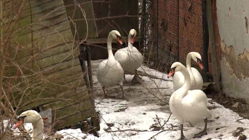 Labutí byznys v Praze: Obchodník si měl z Vltavy udělat velkosklad, ptáci stojí i 10 tisíc Kč