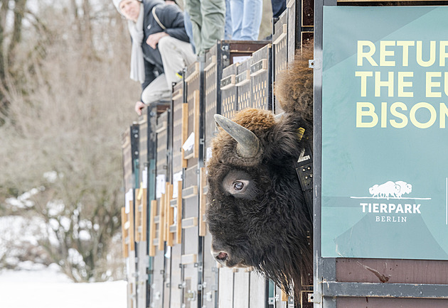 Zubří samice z Moravy míří na Kavkaz, posílí tamní volně žijící populaci