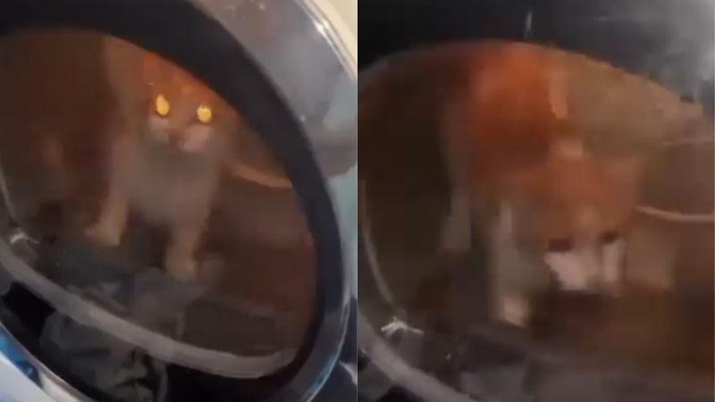 V Litoměřicích hodili kočku do sušičky a zapnuli ji. Byl jsem mimo, říká mladík a viní kamaráda