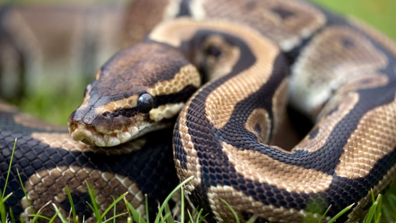 Nejdelší had světa lapen, rekord potvrzují záběry. Obr z divočiny získal honosné jméno