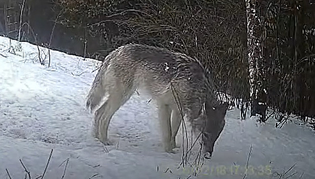 U Zábřehu se pohybuje a loví vlk. Před zahradou mi trhal srnku, potvrdila obyvatelka