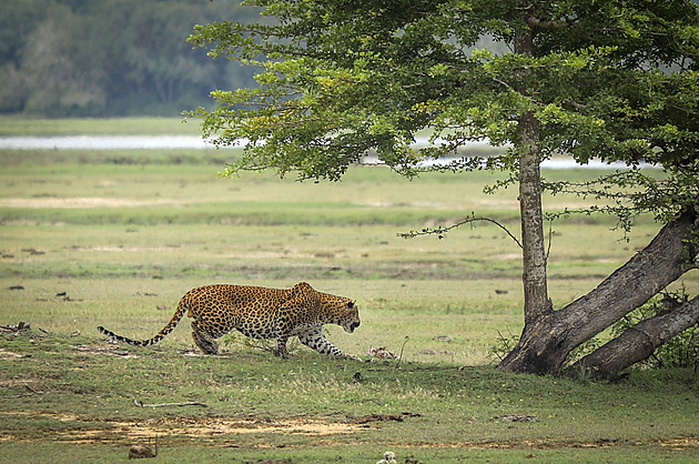 Českého mnicha na Srí Lance usmrtil levhart, tělo našli v jeskyni
