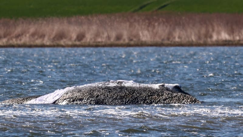 Záchrana velryby Timmy: Příběh zaujal i Babiše, novému plánu svědčí stoupající hladina vody
