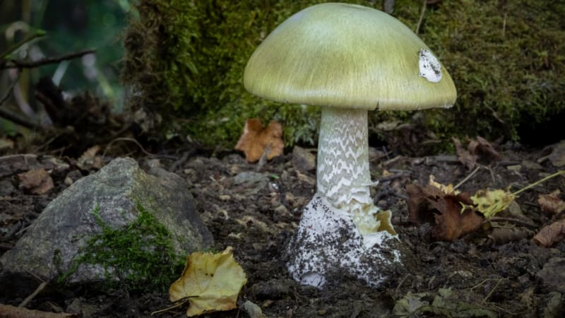 Vrah nešika chtěl na Liberecku otrávit družku houbami. Přežila omylem, soud byl nemilosrdný