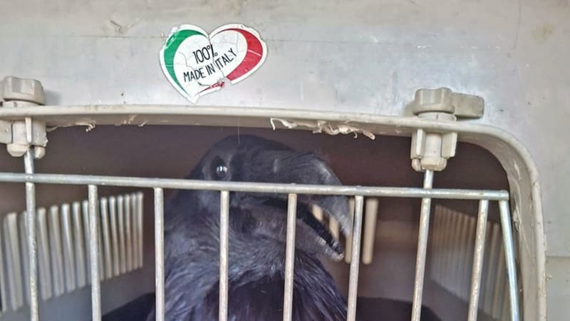 Nečekaný odchyt: Havran chtěl odjet strážníkům v autě. Zasáhla kolemjdoucí